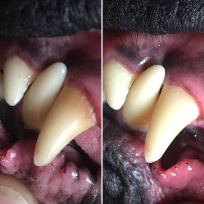 画像12: アルマスターターキット ALMA STAERTER KIT ペット用