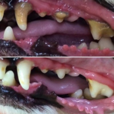 画像13: アルマスターターキット ALMA STAERTER KIT ペット用