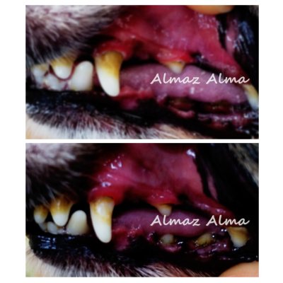 画像16: アルマスターターキット ALMA STAERTER KIT ペット用