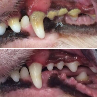 画像14: アルマスターターキット ALMA STAERTER KIT ペット用