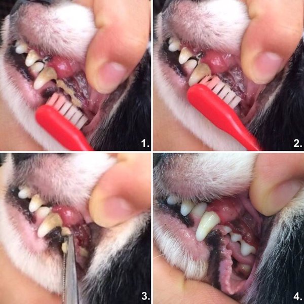 １．歯ブラシでアルマダイヤモンドを歯に塗布します。　２．普段通りに歯を優しく磨きます。　３．３０秒〜６０秒（状態によっては長く）放置します。　４．鉗子で優しく汚れを取ります。※爪でも簡単に取れるようになります。ティッシュでも取れますが、安全のため、鉗子を使うことをお勧めします。　歯を削らないでください。